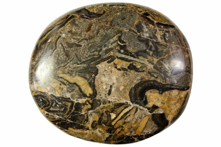 Polished Stromatolite (Greysonia) Pebble - Bolivia #113516